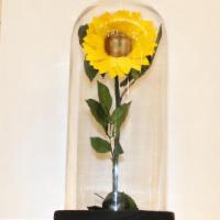 Sunflower Belle · Real Preserved Sunflower