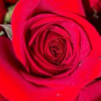 Dozen Long Stem Forevermore Red Roses · Long Stem 
Red Roses