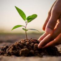 Plant A Tree · Join us in renewing the trees that are used to make your food packaging. One dollar plants a...