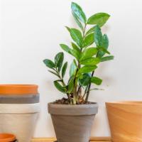 Zz Plant · Small. ZZ plant is the quiet hero of nearly any Instagram-worthy houseplant collection. ZZ p...