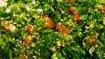 Tabouli Salad · Cracked wheat, chopped parsley, onion, tomatoes, cucumbers with olive oil and lemon juice.