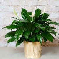Peace Lily Plant · A natural basket filled with a peace lily plant. For a personal message please write in spec...