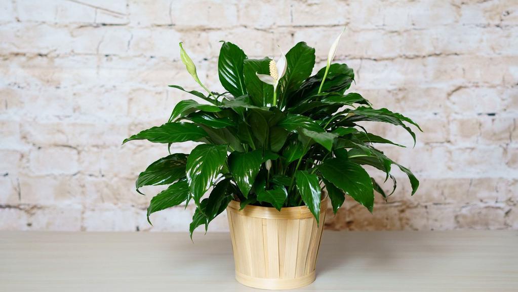 Peace Lily Plant · A natural basket filled with a peace lily plant. For a personal message please write in special instructions.
