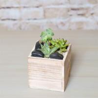 Oasis Box · A rustic wood box with a collection of succulents. Your own persona oasis!