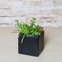 Onyx Succulents · This onyx colored cube makes a great planter with a modern flair.