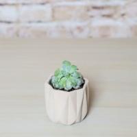 Single Succulent · Sometimes one is all you need. This single succulent in a stone styled container is a great ...