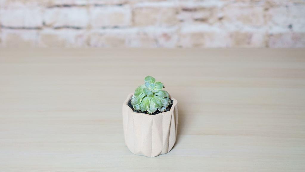 Single Succulent · Sometimes one is all you need. This single succulent in a stone styled container is a great addition to a desk, window, or anyplace that needs a touch of life.