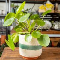 Pilea  · The pilea peperomioides is a pet friendly plant. It presented in a 4