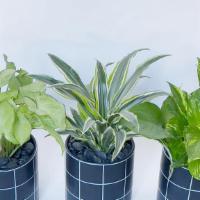 Air Purify Trio · All three plants are easy to take care and are good for indoor air.