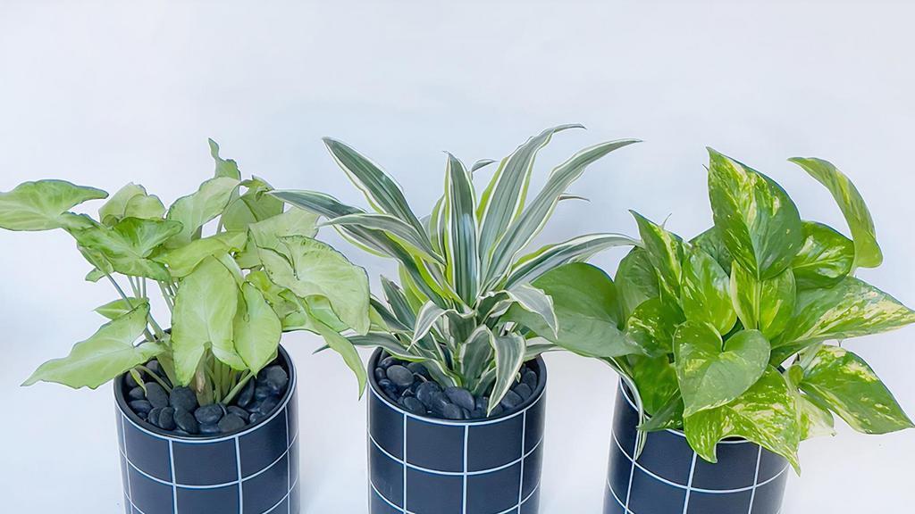 Air Purify Trio · All three plants are easy to take care and are good for indoor air.