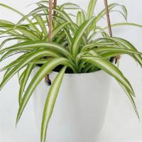 Spider Plant · This spider plant is super easy to take care. It's pet friendly and help air purification