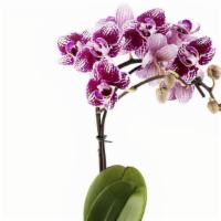 Small Exotic Orchid Plant · 2-3