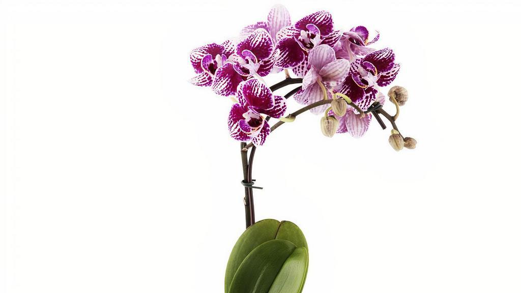 Small Exotic Orchid Plant · 2-3