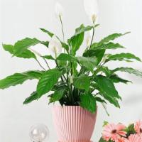 Small Peace Lily Plant · 4