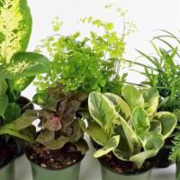 Small Tropical Foliage Plant - Assorted · 4
