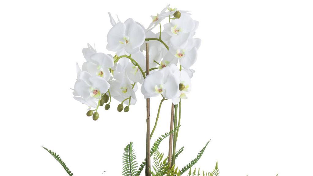 Large Exotic Orchid Plant · 4-6