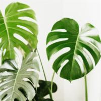 Large Tropical Plant · Mature Monstera or Peace Lily plant (1 Gallon Pot) carefully selected by a botanist, with a ...