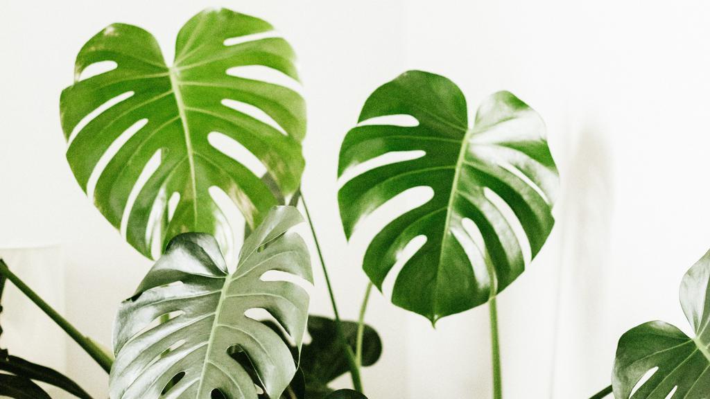 Large Tropical Plant · Mature Monstera or Peace Lily plant (1 Gallon Pot) carefully selected by a botanist, with a bow in your preferred color.
Note: Plant selection is based on availability, they remain in nursery pot. Design time is approx 1+ hour(s).