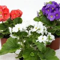 Small Flowering Plant - Assorted · 4