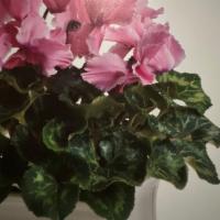 Sunny Days Plant  · Beautiful Plants in a Beautiful Ceramic Pot.