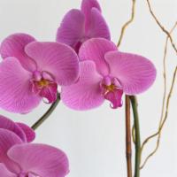 Phalaenopsis Orchid · A symbol of love, beauty, and strength, the tropical orchid makes for a stunning gift for a ...
