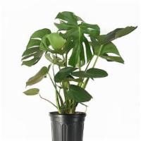 Philodendron Monstera (10
