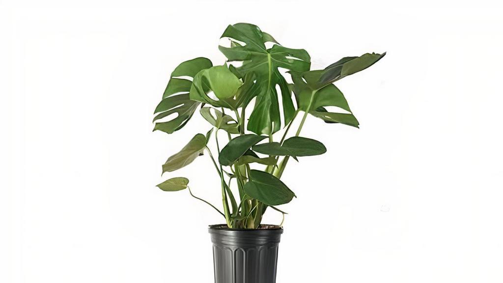 Philodendron Monstera (10