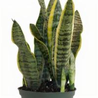 Sansevieria Laurentii- Snake Plant (6 Inches) · The Sansevieria Laurentii, or Snake Plant as it is commonly called, is an easy care stemless...