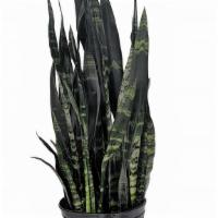 Sansevieria Snake Plant Black Coral (8 Inches) · Also known as snake plant, 'Black Coral' has been known to be an excellent indoor air purifi...