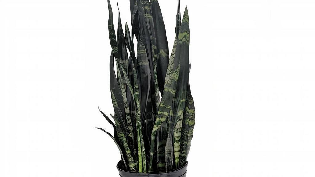 Sansevieria Snake Plant Black Coral (8 Inches) · Also known as snake plant, 'Black Coral' has been known to be an excellent indoor air purifier. Not only is the Black Coral Snake Plant an elegant plant, research has shown it to filter out formaldehyde, which is common in cleaning products, pet products, toilet paper, and other personal care products. Sansevieria can tolerate relatively low light levels which makes it a great plant for most locations in the home.