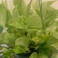 Pothos Marble Queen Hanging Basket · The Marble Queen Pothos is the perfect plant for the beginner or forgetful gardener. Not onl...