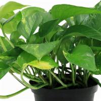 Golden Pothos Hanging Basket · Pothos is arguably one of the easiest houseplants to grow, even if you're someone who forget...