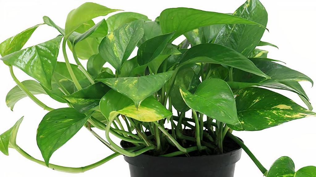 Golden Pothos Hanging Basket · Pothos is arguably one of the easiest houseplants to grow, even if you're someone who forgets to water your plants often enough. This trailing vine, native to the Solomon Islands in the South Pacific, has pointed, heart-shaped green leaves that are variegated with white, yellow, or pale green striations. Pothos can be planted indoors throughout the entire year and will grow quickly, often adding between 12 to 18 inches of length in a month.

Also known as: Pothos, golden pothos, devil's vine, devil's ivy

Comes in 6 inch container