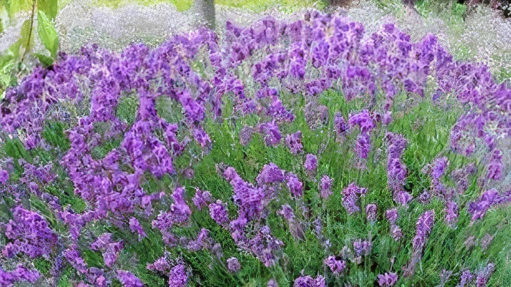 Lavender Phenomenal (1 Gallon) · Elegant, sweetly fragrant mounds of silver foliage yield purple-blue flower spikes with outstanding ornamental and edible qualities. This cold-hardy lavender does not die back in the winter like other varieties and is notable for its disease resistance and heat and humidity tolerance. A must have for sunny gardens! Evergreen.

Height: 24 - 38