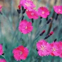 Dianthus 'Firewitch' (1 Gallon) · Long flowering German Hybrid with ice-blue foliage forms a tidy mat that stays evergreen. Fi...