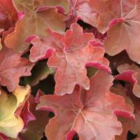 Heuchera Caramel (1 Gallon) · Heuchera Caramel, or Coral Bells, is a vigorous growth of honey-apricot leaves and clusters ...