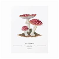 Fly Agaric Print · Open Sea Design Co.
The most iconic of all toadstools: the Amanita Muscaria or fly agaric. T...