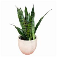 Snake Plant · Introduce some greenery into your home or office with a lush, low-maintenance Snake Plant pr...