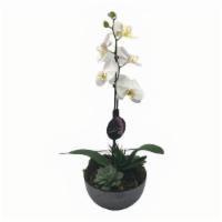 White Orchid Plant  · This white Phalaenopsis orchid plant garden makes a great gift for plant lovers and plant be...