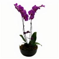 Butterfly Kisses Purple Orchid · This purple Phalaenopsis orchid plant garden makes a great gift for plant lovers and and pla...