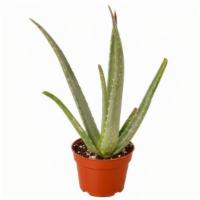 Aloe Vera Plant 4