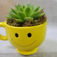 Smiling Succulent · Large succulent plant in a ceramic smiling mug