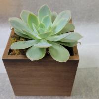 Succulent In A Brown Wooden Cube · Large Succulent plant in a Brown wooden cube