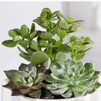 Succulent Garden · Like the memories of a departed loved one, a gift of succulents is beautiful and lasting. We...