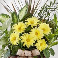Dish Garden & Fresh Cut Flowers · When you want to express your sympathy during a time of loss, this classic dish garden is a ...