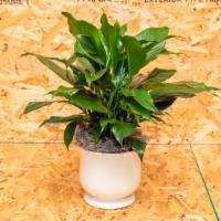Peace Lily Plant · Spathiphyllum clevelandii. The peace lily is a popular choice in house plants, thriving in m...