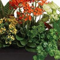 Stylish Plant Assortment · What a magical mix of flowering and green plants! This stylish plant assortment is simply st...