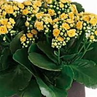 Forever Yellow Kalanchoes · With their petite yellow blooms and large, shiny leaves, these glorious kalanchoe plants add...