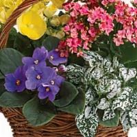 Spring Has Sprung Mixed Basket · Sing a song of spring by sending this gorgeous basket full of spring's prettiest plants. Sen...