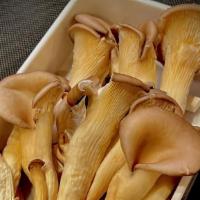 Oyster Mushroom(蚝菇) · 